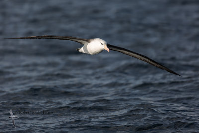 Black-browed Albatross