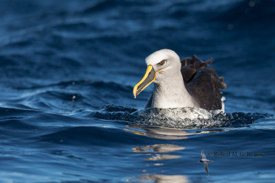 Buller's Albatross