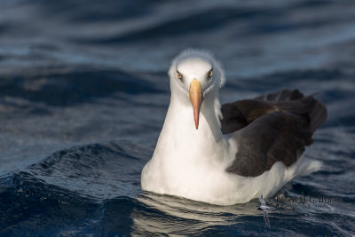 Campbell island Albatross