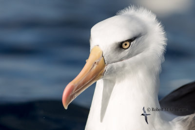 Campbell island Albatross