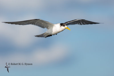 Crested Tern