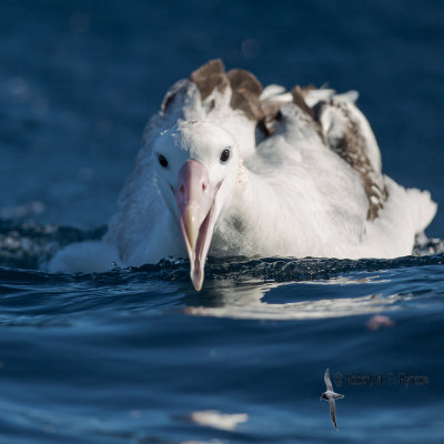 Wandering Albatross