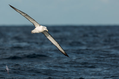 Shy Albatross