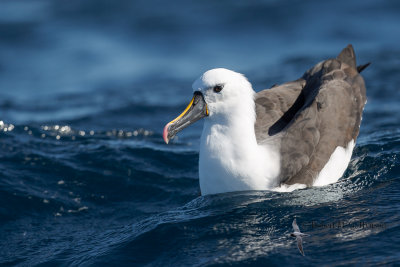 Indian Yellow-nosed Albatross