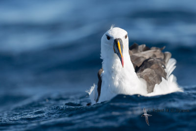 Indian Yellow-nosed Albatross