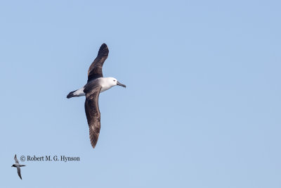 Indian Yellow-nosed Albatross