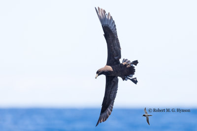 Black petrel