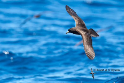 Black petrel