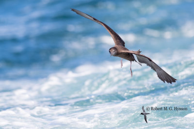 Wedge-tailed Shearwater