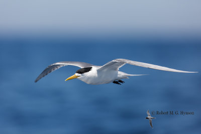 crested_tern