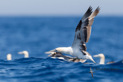 Australasian Gannet