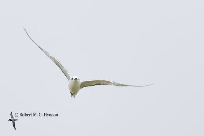 Aleutian tern