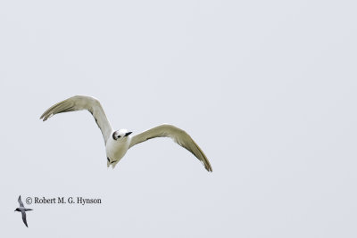 Aleutian tern