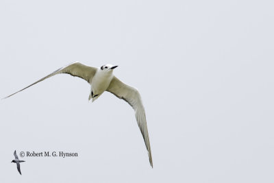 Aleutian tern