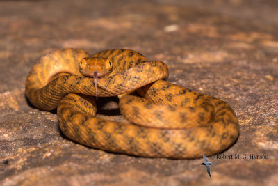 Brown tree snake