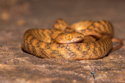 Brown tree snake