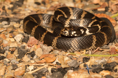 Stephen's banded snake