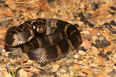 Stephen's banded snake
