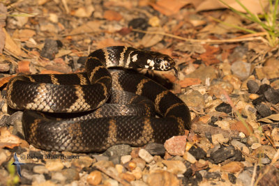 stephens_banded_snake