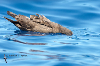 Wedge-tailed Shearwater