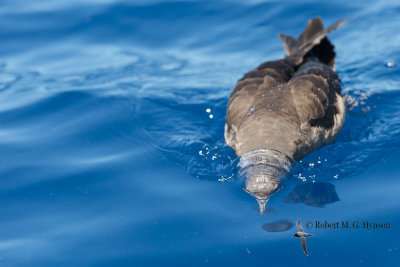 Wedge-tailed Shearwater