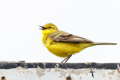 Yellow wagtail
