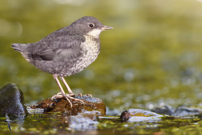 Dipper