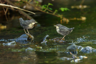 Dipper