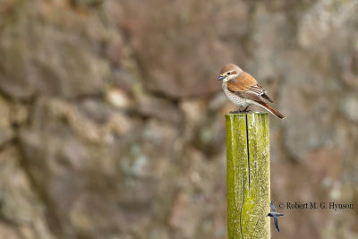 Red-backed shrike