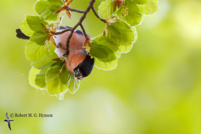 Bullfinch