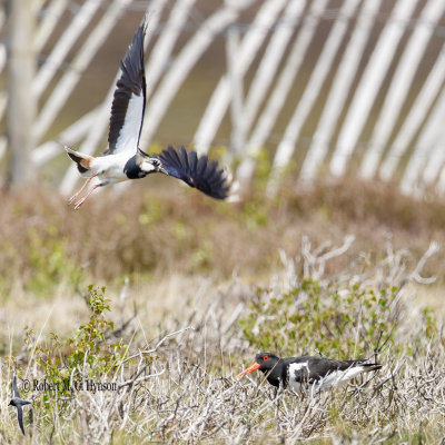 Northern lapwing and Oystercatcher