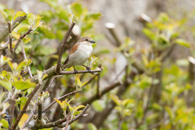 Red-backed shrike