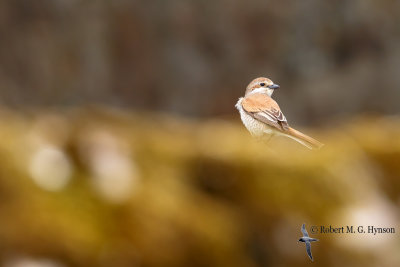Red-backed shrike