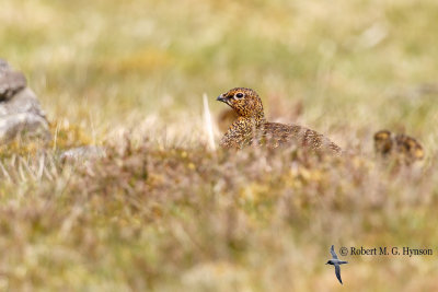 scotland_2018