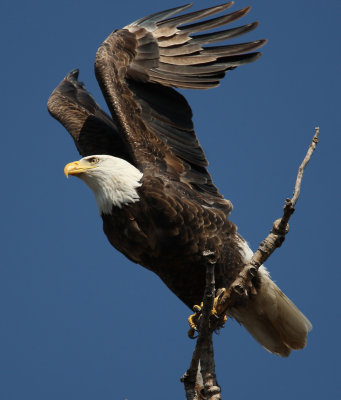 bald eagle 821cs2.jpg
