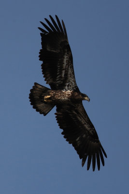 Bald Eagles at Sunset Park, Rock Island