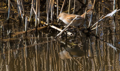 Baardman - Bearded Reedling