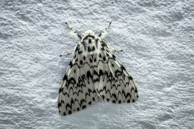 Nonvlinder - Black Arches Moth