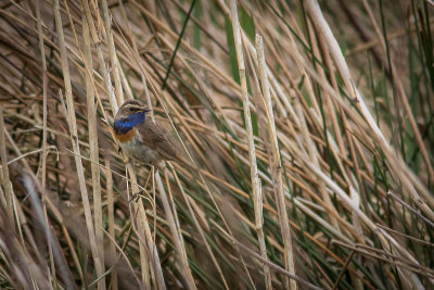 Blauwborst - Bluethroat