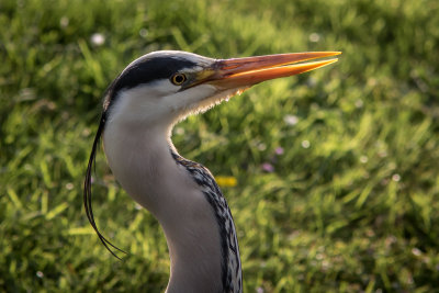 Blauwe Reiger - Grey Heron