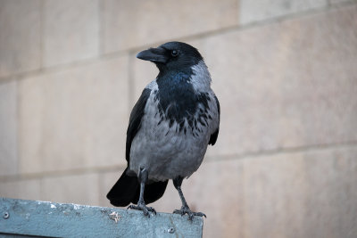 Bonte Kraai - Hooded Crow