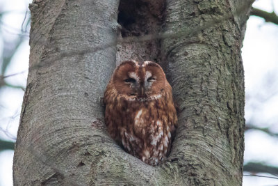 Bosuil - Tawny Owl
