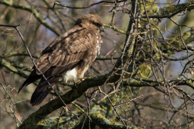 Buizerd