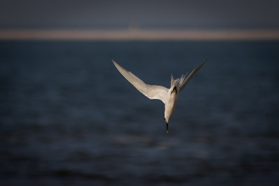 Grote Stern