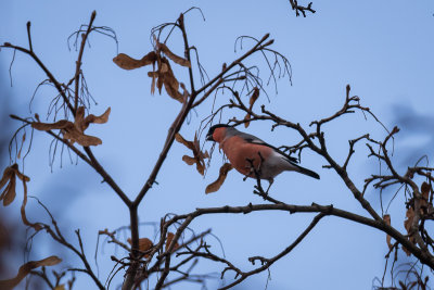 Goudvink - Eurasian Bullfinch