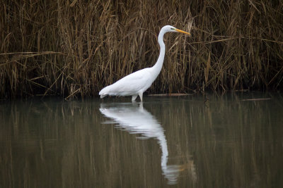 Grote Zilverreiger - Great Egret