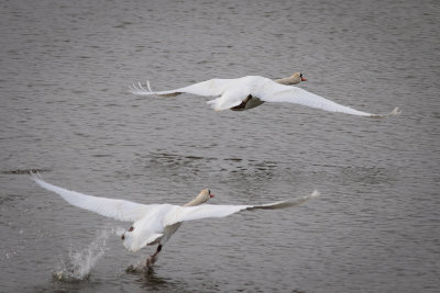 Knobbelzwaan - Mute Swan