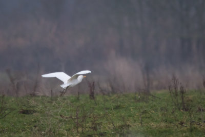 Koereiger - Cattle Egret