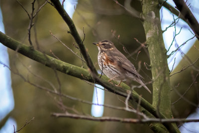 Koperwiek - Redwing