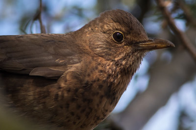 Merel - Common Blackbird